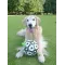 Ballon de Foot Interactif pour Chiens